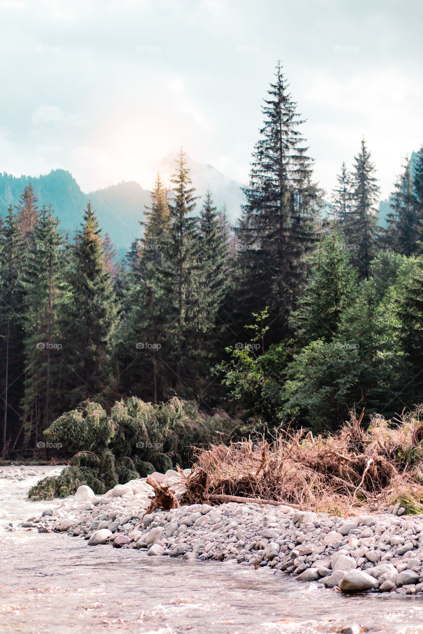 Mountain river valley landscape. Natural scenery of the mountain stream, pine trees and mountain peaks in Tatra Mountains