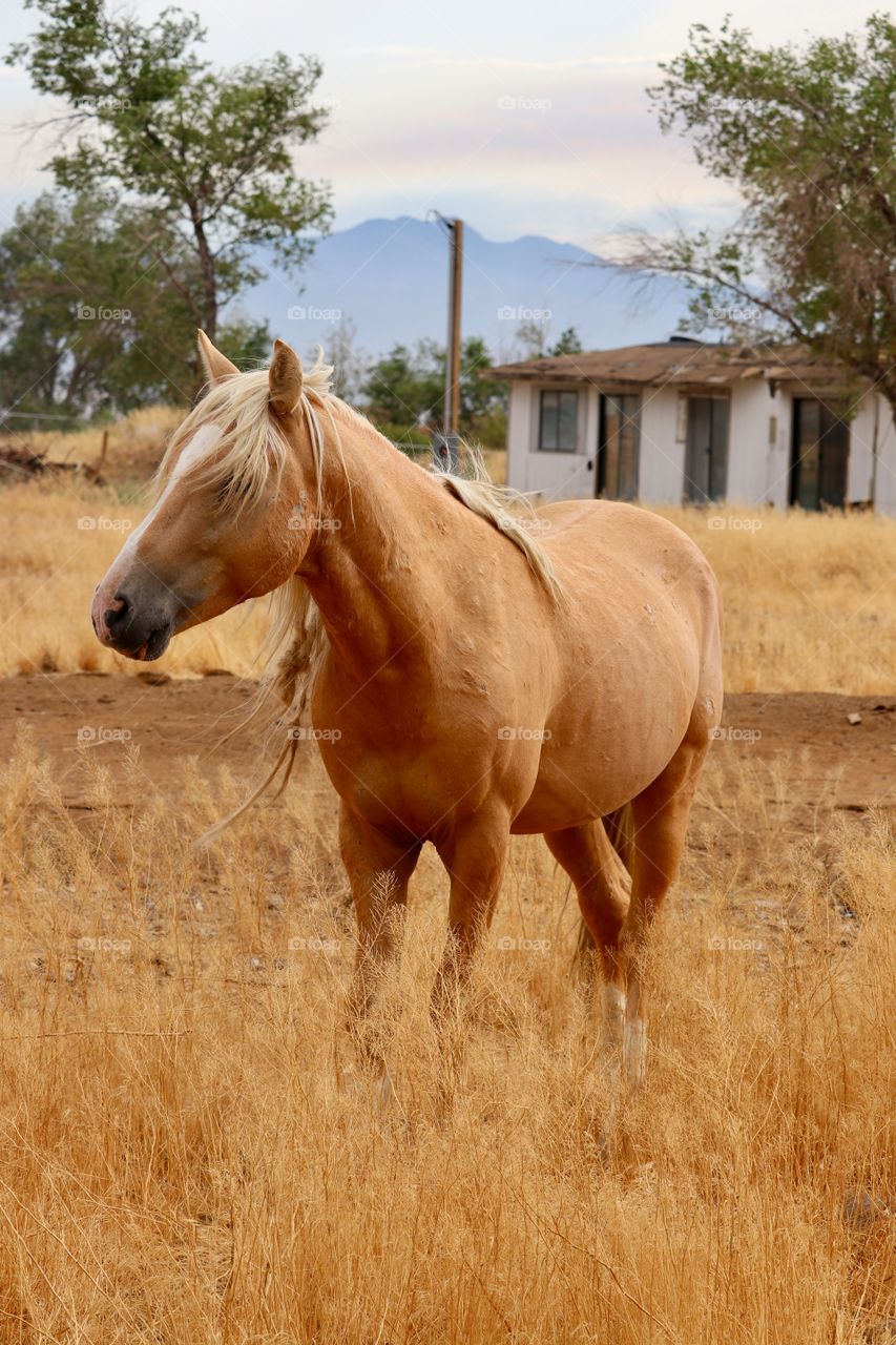 Wild Palomino Stallion roaming rural area Nevada, near Stagecoach 