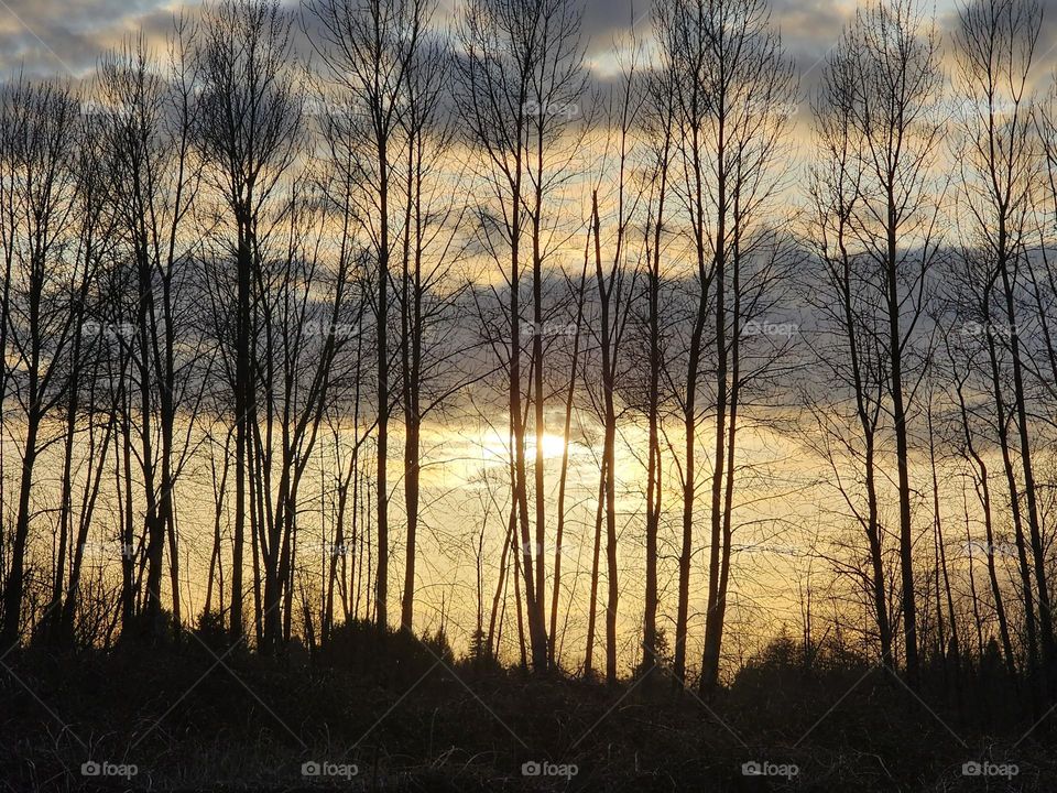 A setting sun disappears behind cloud cover and provides backlight to a small stand of trees bare from a cold winter