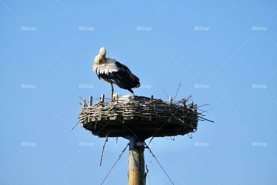 Low angle view of stork in the nest and against clear blue sky. 