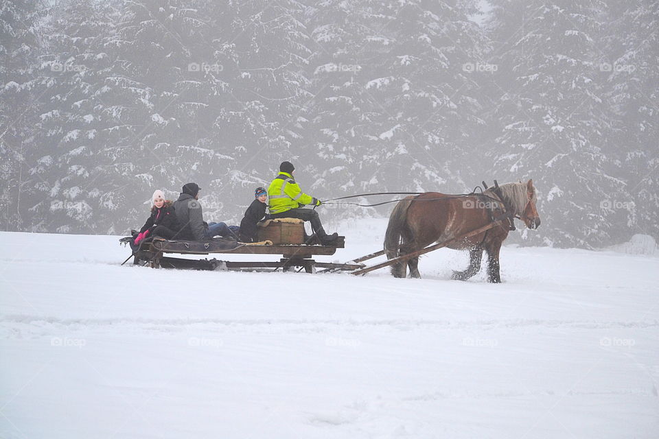 Horse sledding