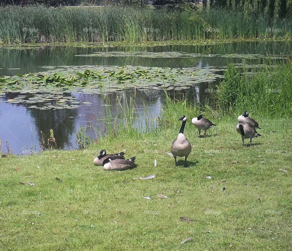 Canadian geese  by lake