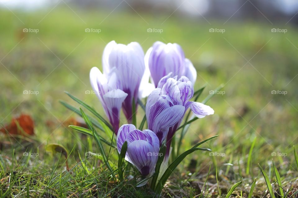 Close-up of purple crocus