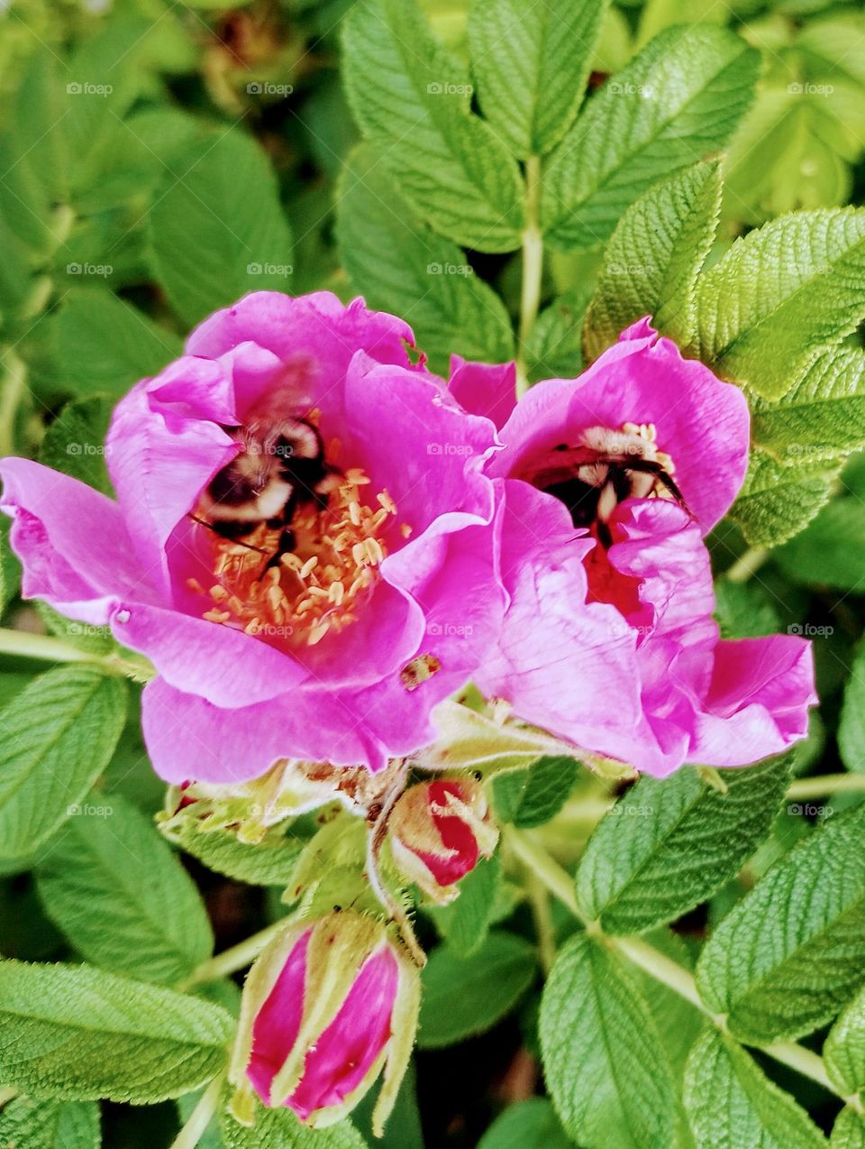 Bees on Flowers