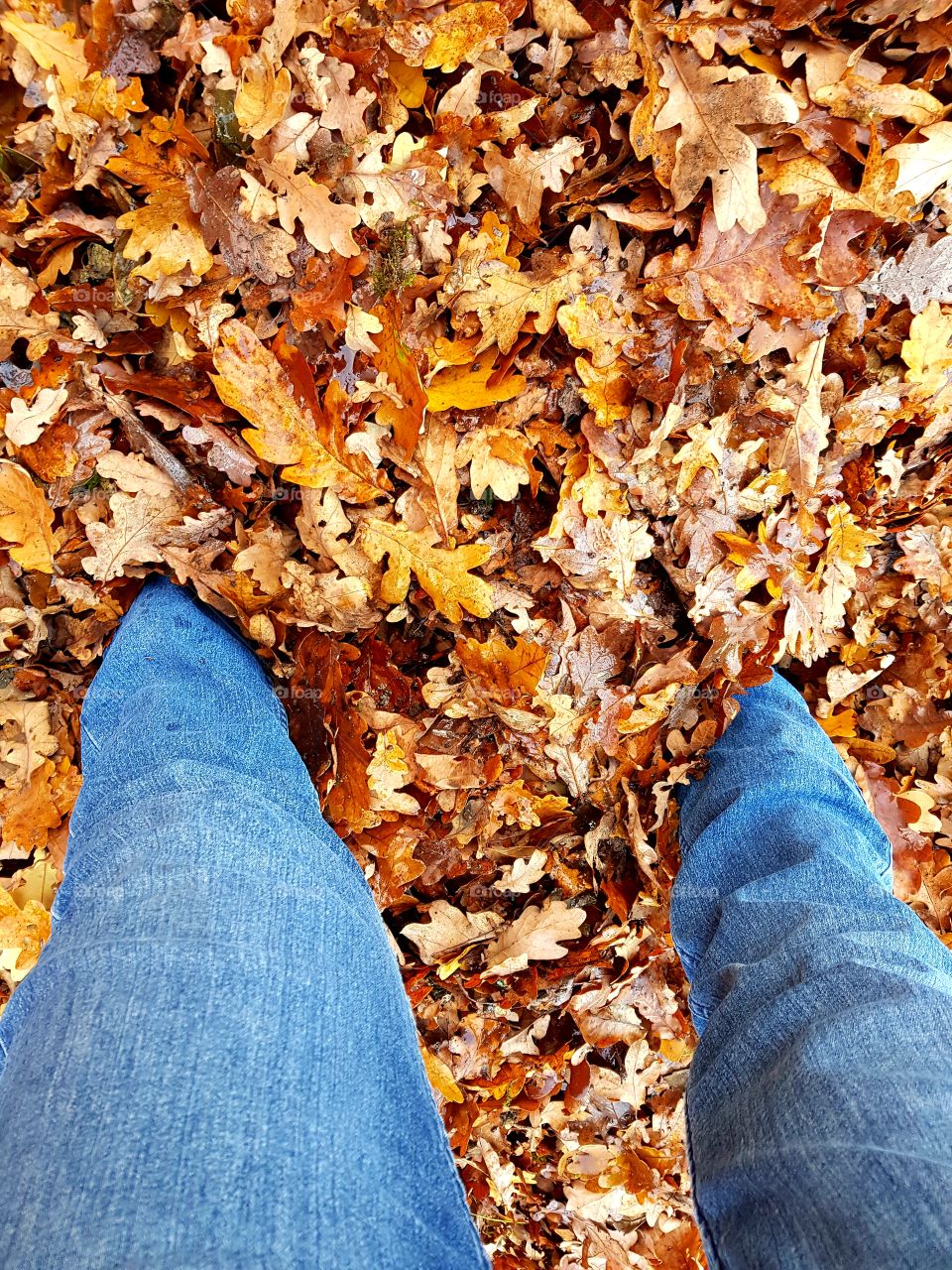 Two legs in leaves