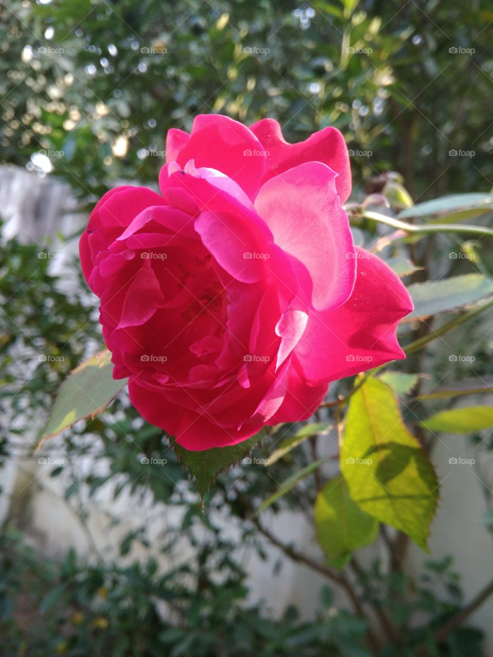 Pink Rose!!!