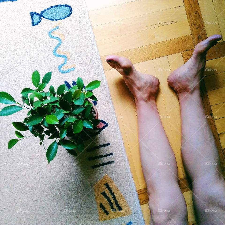 houseplant ficus and legs girls