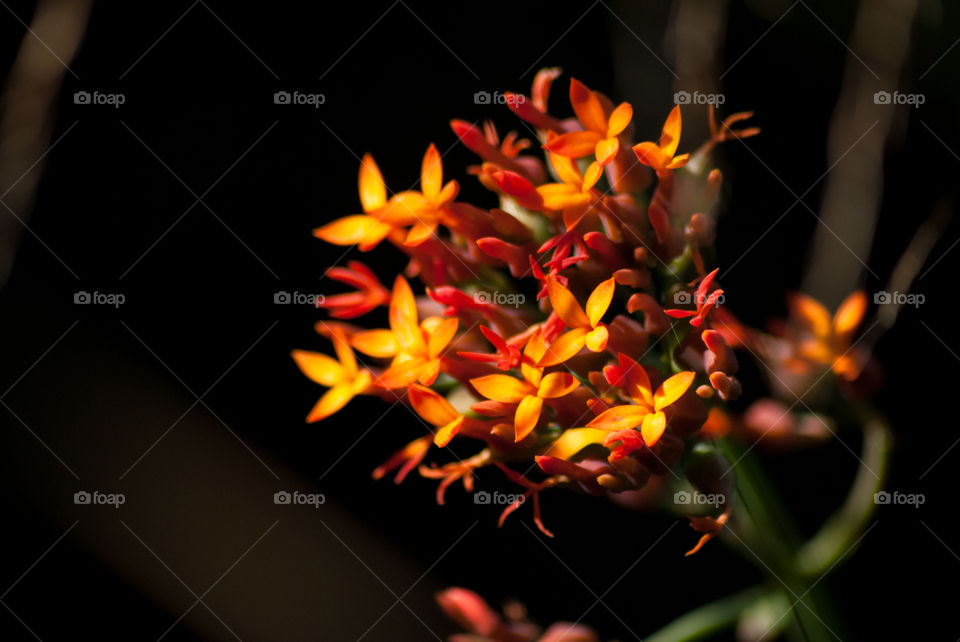 Small cluster of wild flowers 