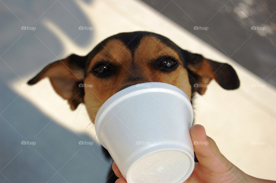 cup dog ice cream by refocusphoto