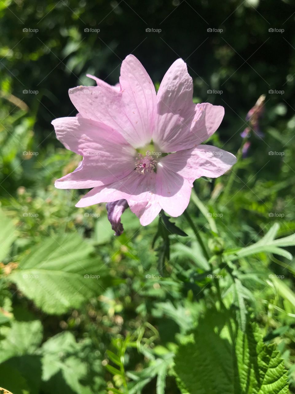 Trübelbachweiher Flower 