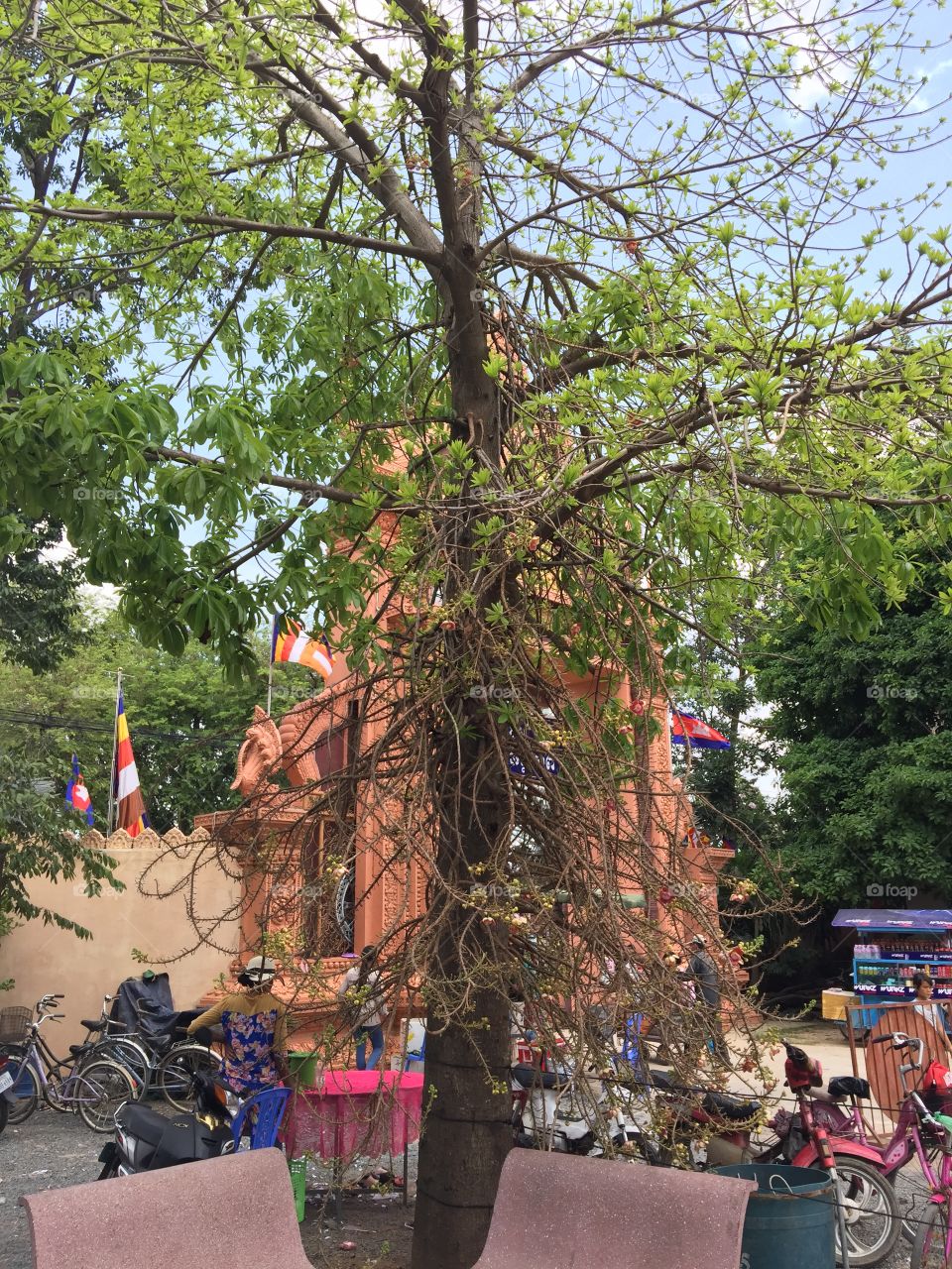 Buddha's Tree 
"Reang Phnom" tree