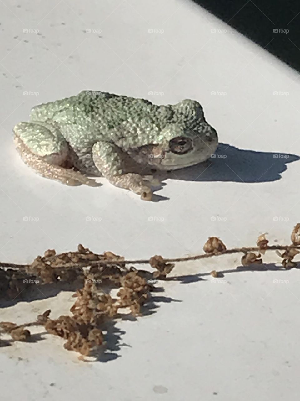 Sunbathing Frog 