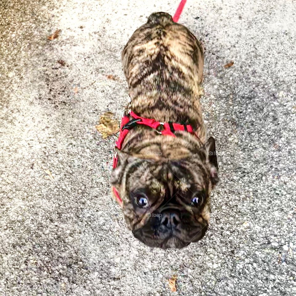 Brown and black French Bulldog on red leash walking outside 