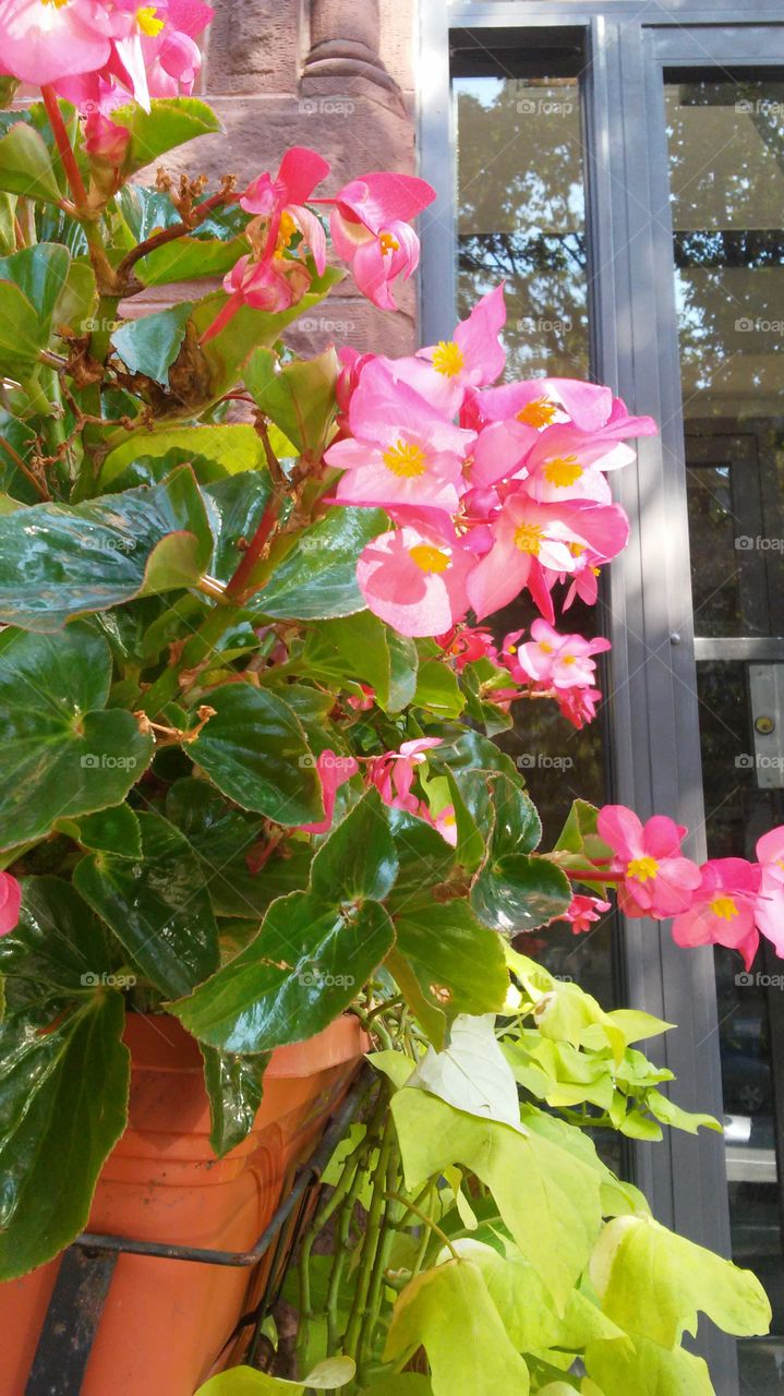 Flower, Nature, Leaf, Flora, Garden