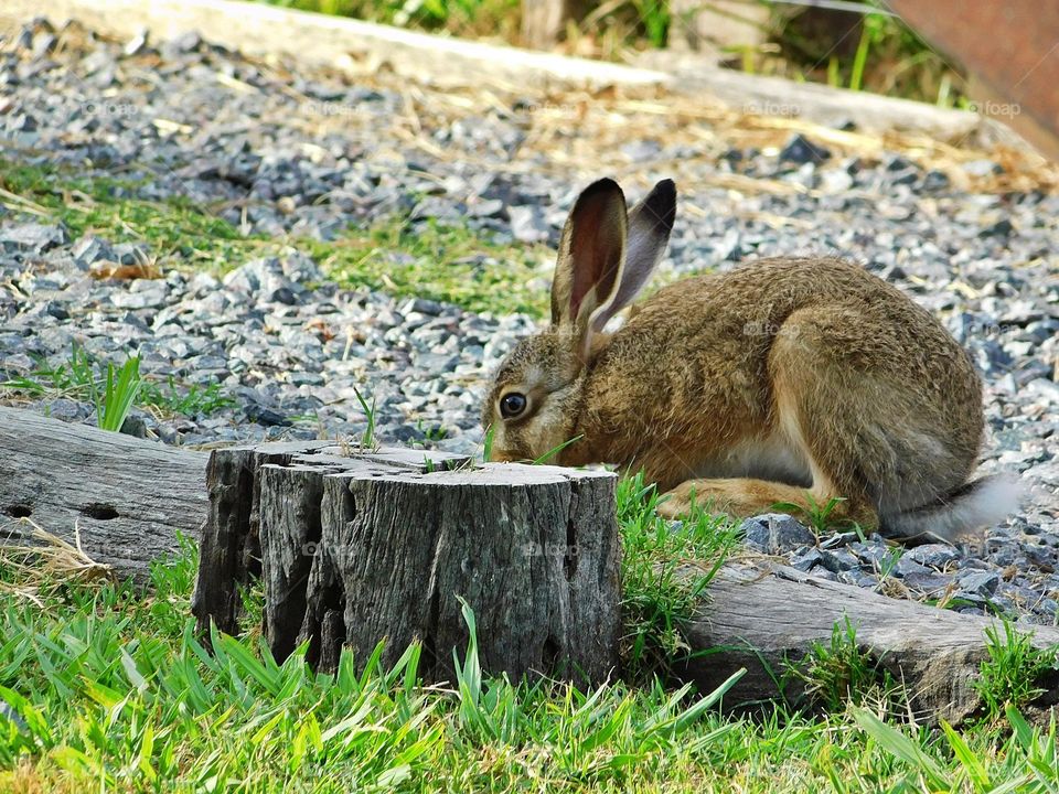 the year of the rabbit