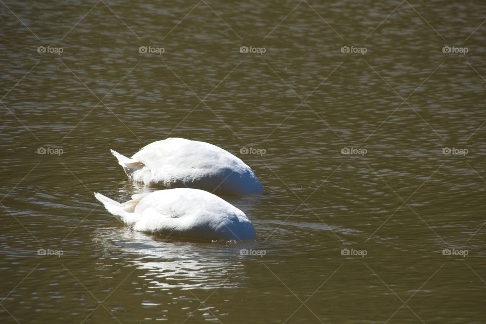 swans on the lake