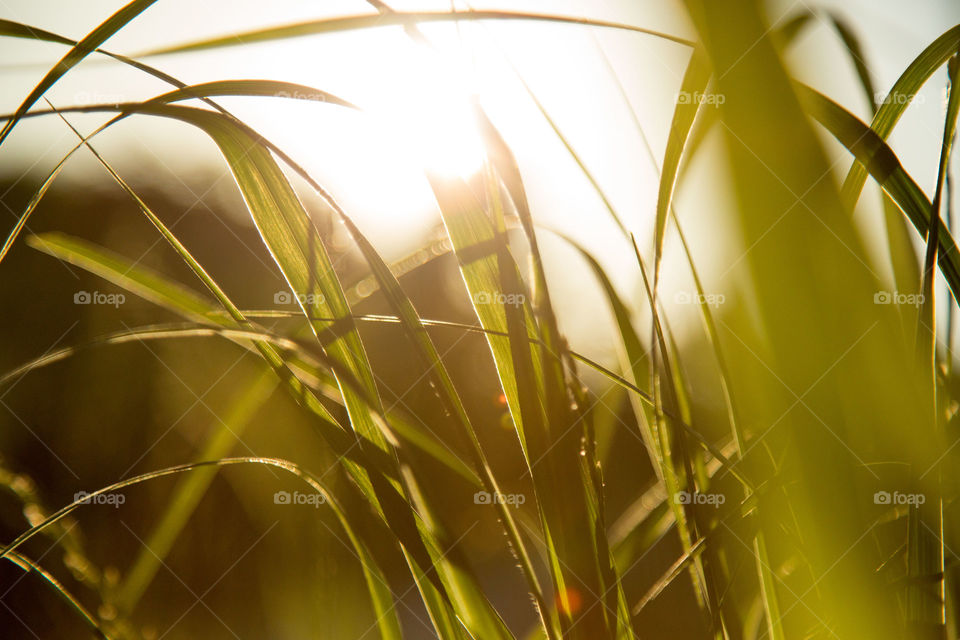 Sunlight rays throw the blades 