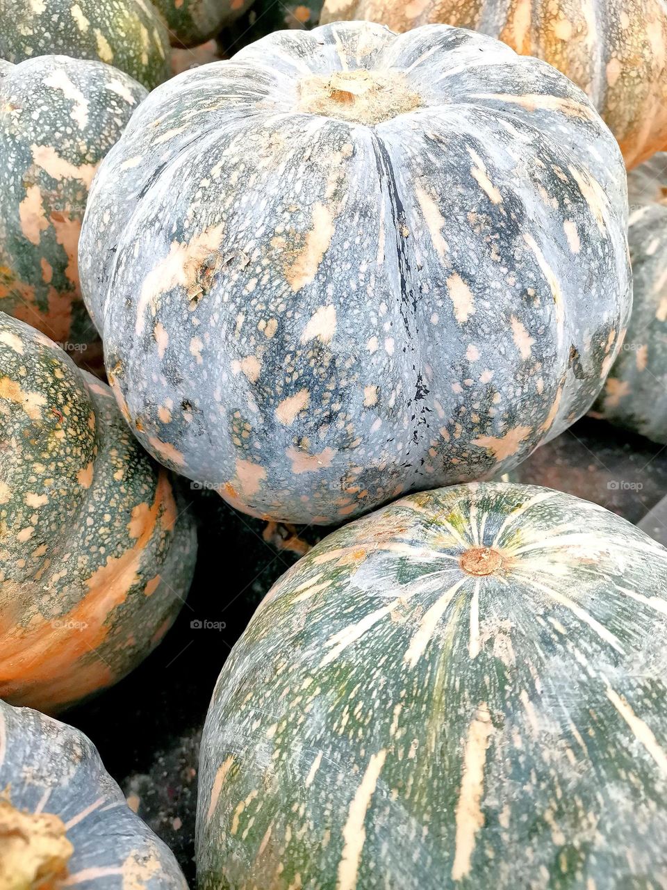 Pumpkin