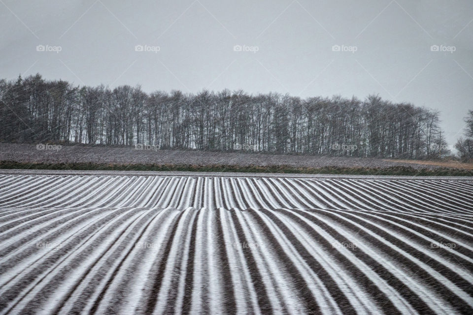 Scottish field at day