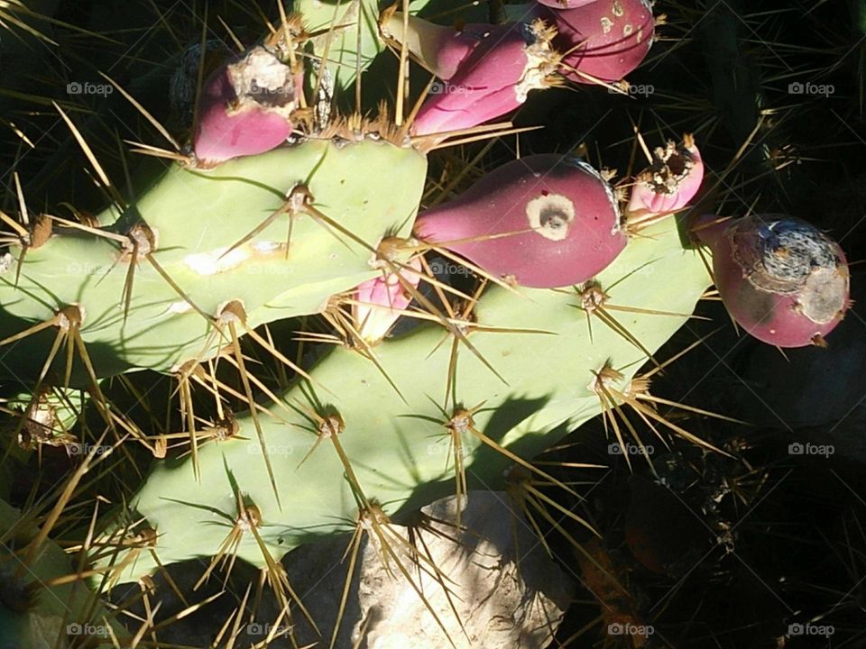 Cactus plant spines