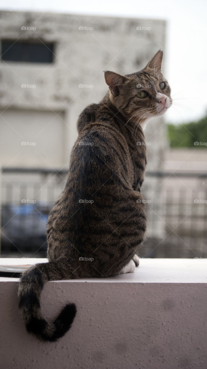 The innocent look of an animal, always get them the desired results.