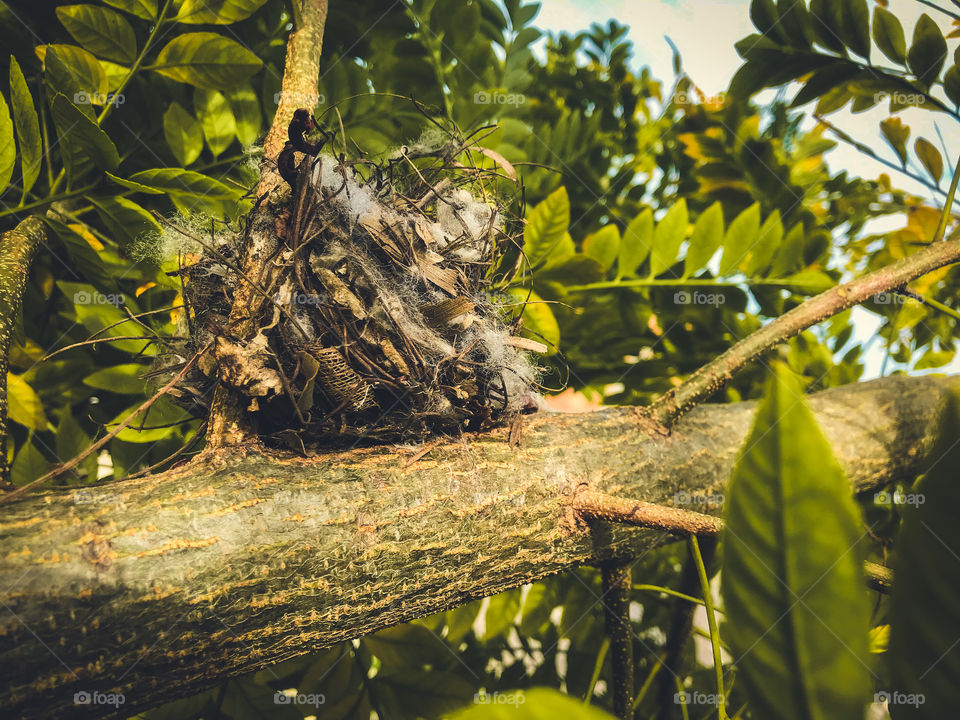 Bird's nest here in the fruit tree here in my backyard.  it took a lot of work to get out, as it was high and I had to climb the tree.  Everything worked!