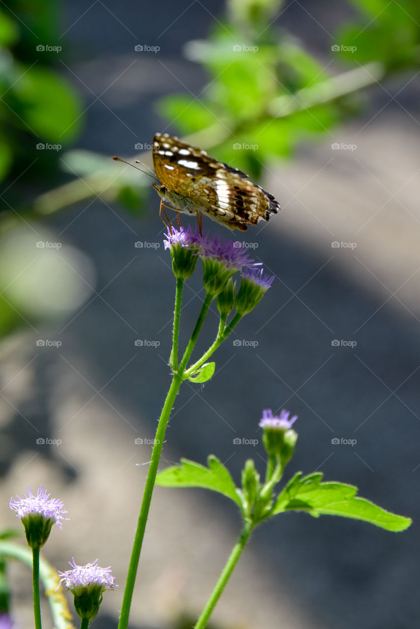 Belezas do meu Brasil!