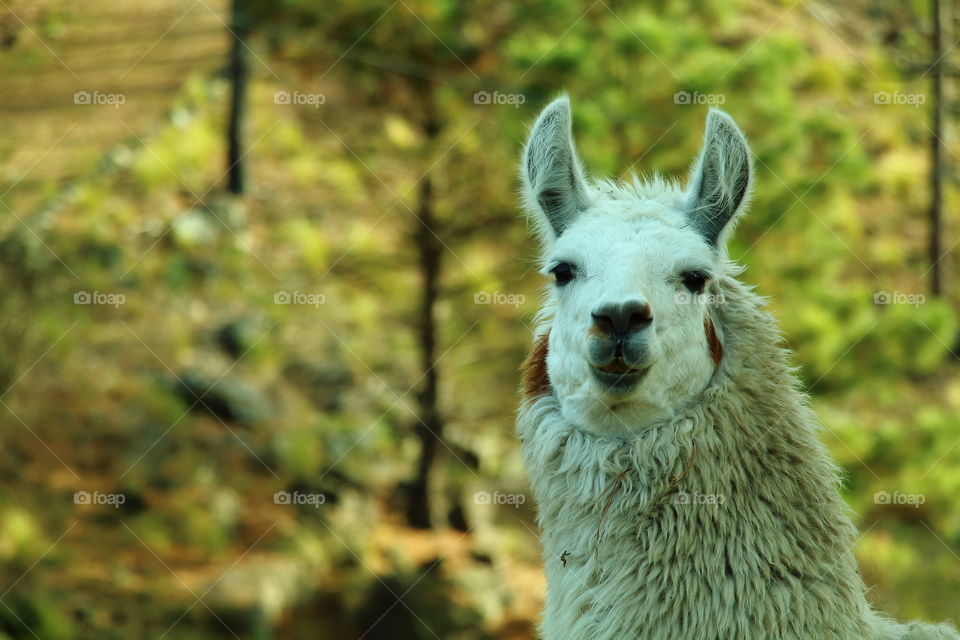 wild llama