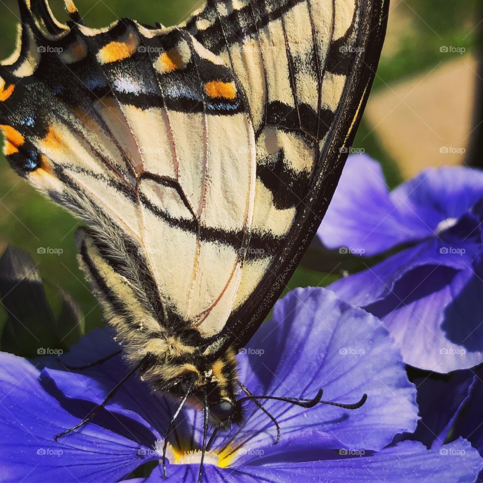 Snagged this off the deck. Never knew their tongue did that