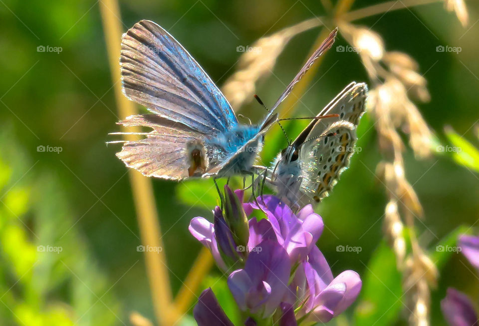 Butterflies romance