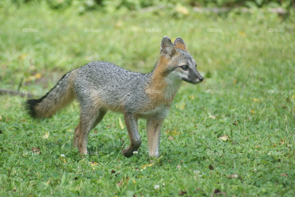 gray fox side