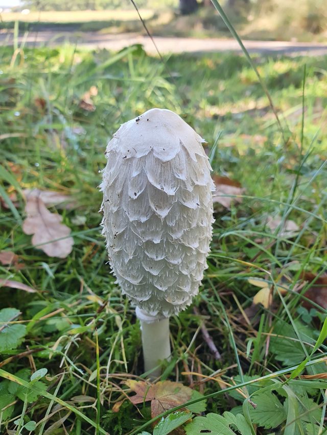 Mushroom