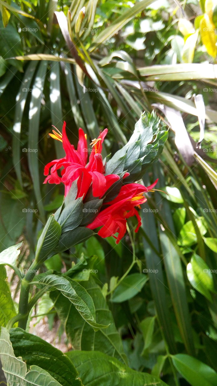 tropical flower