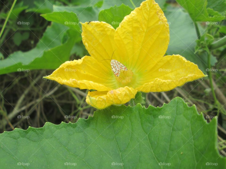 Vegetable Flower