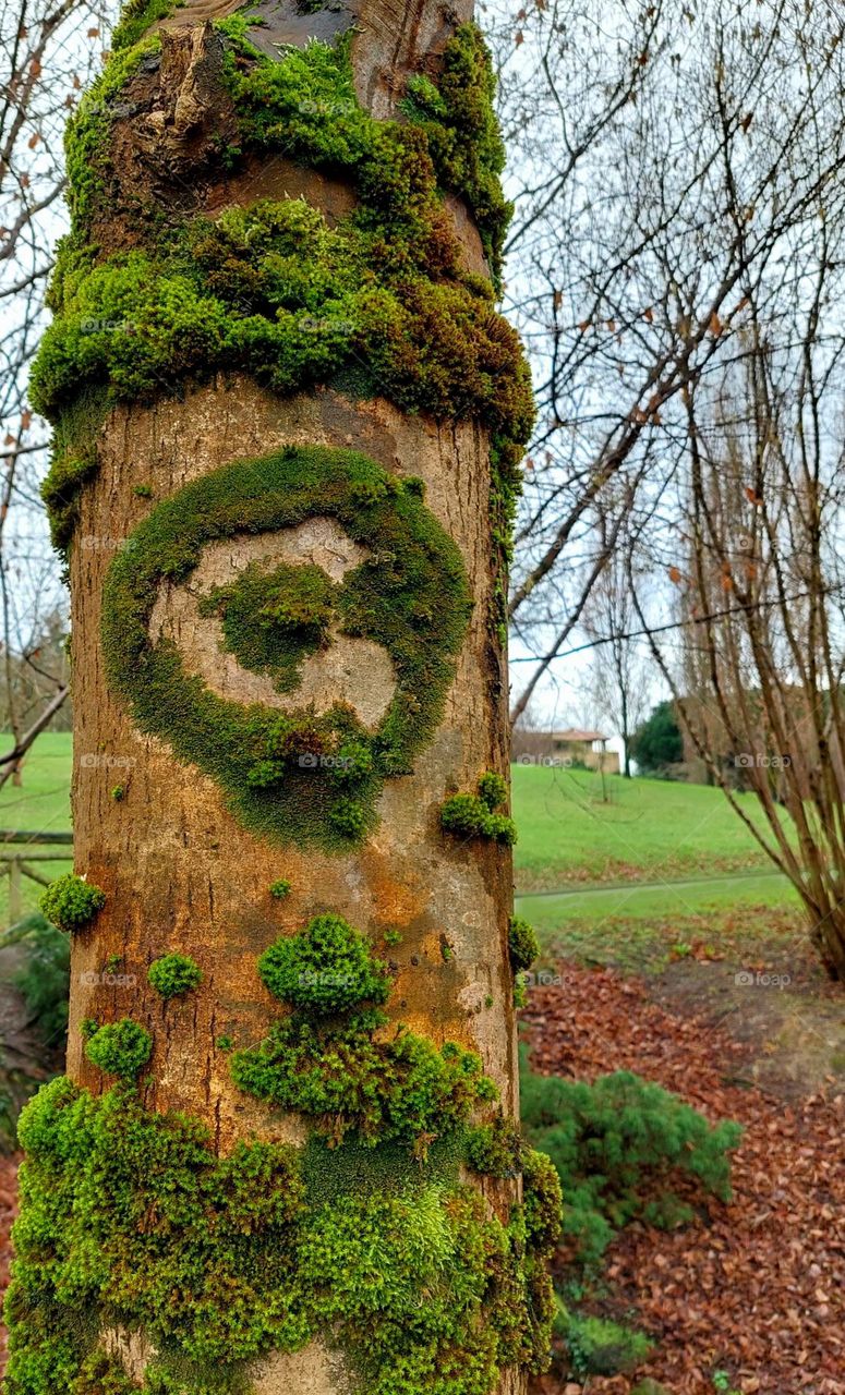 Moss circle