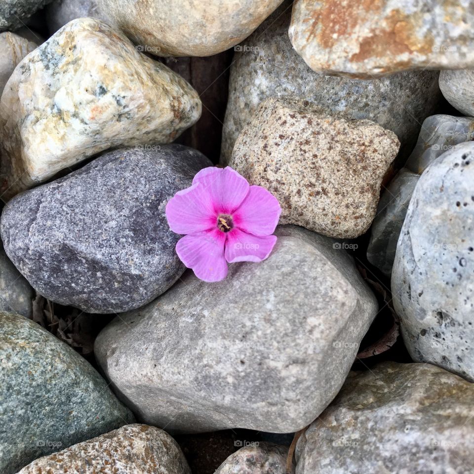 Flower on the rocks