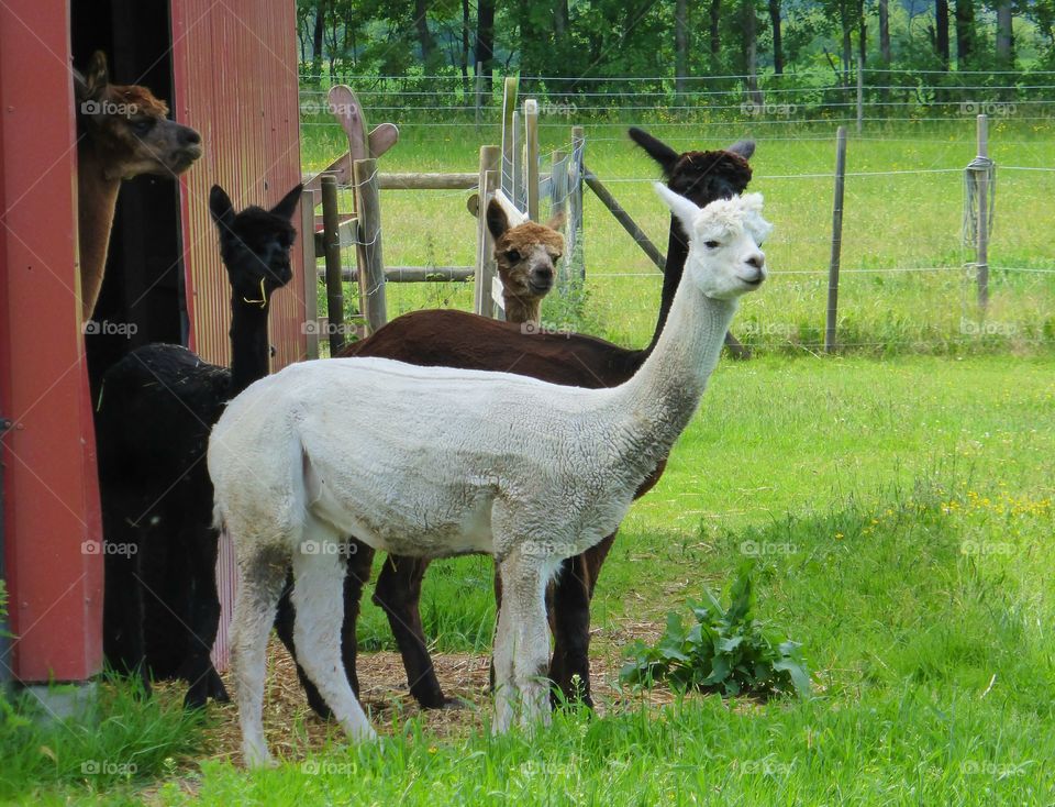 Curious alpacas