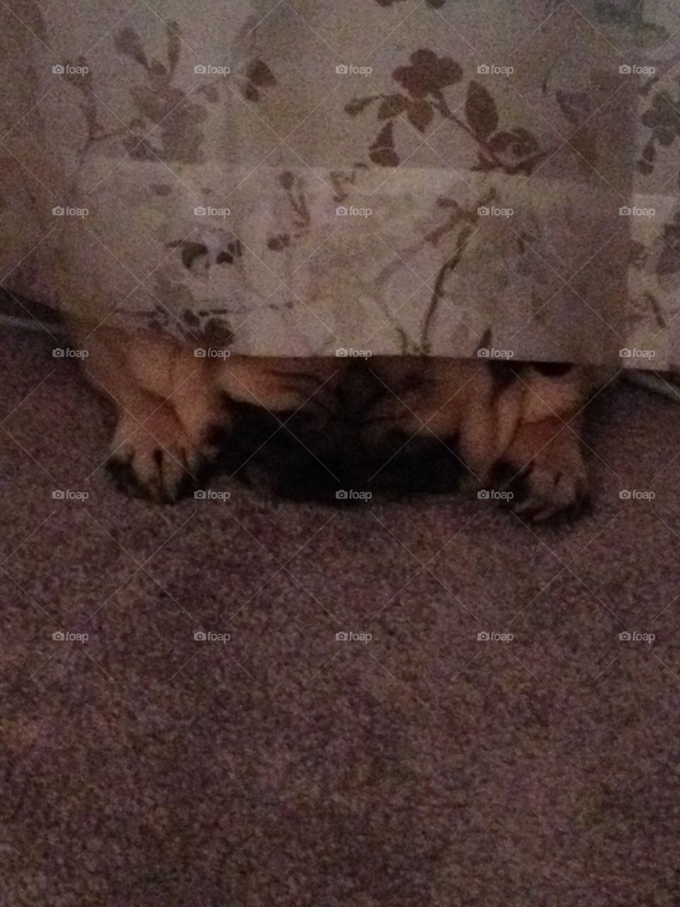 Napping under the curtain