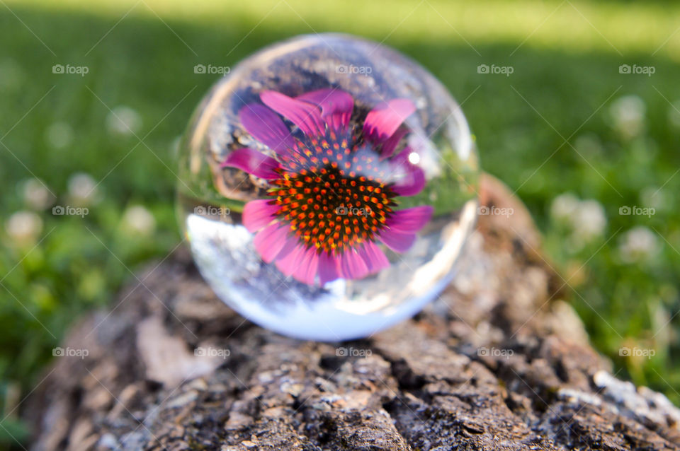 View of a flower in a crystal sphere