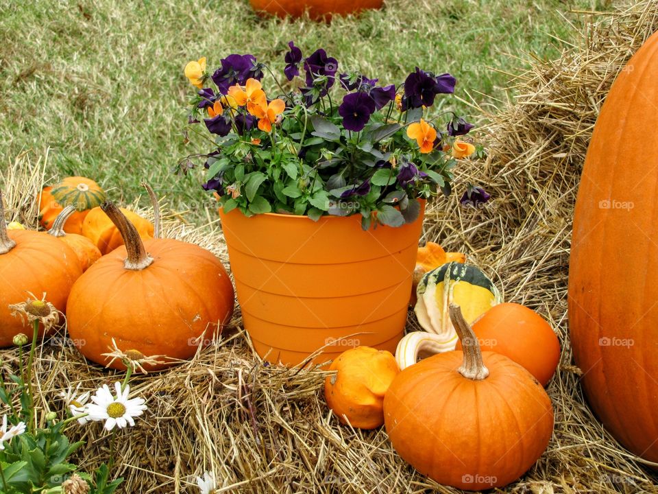 Orange pumpkins with potted flower