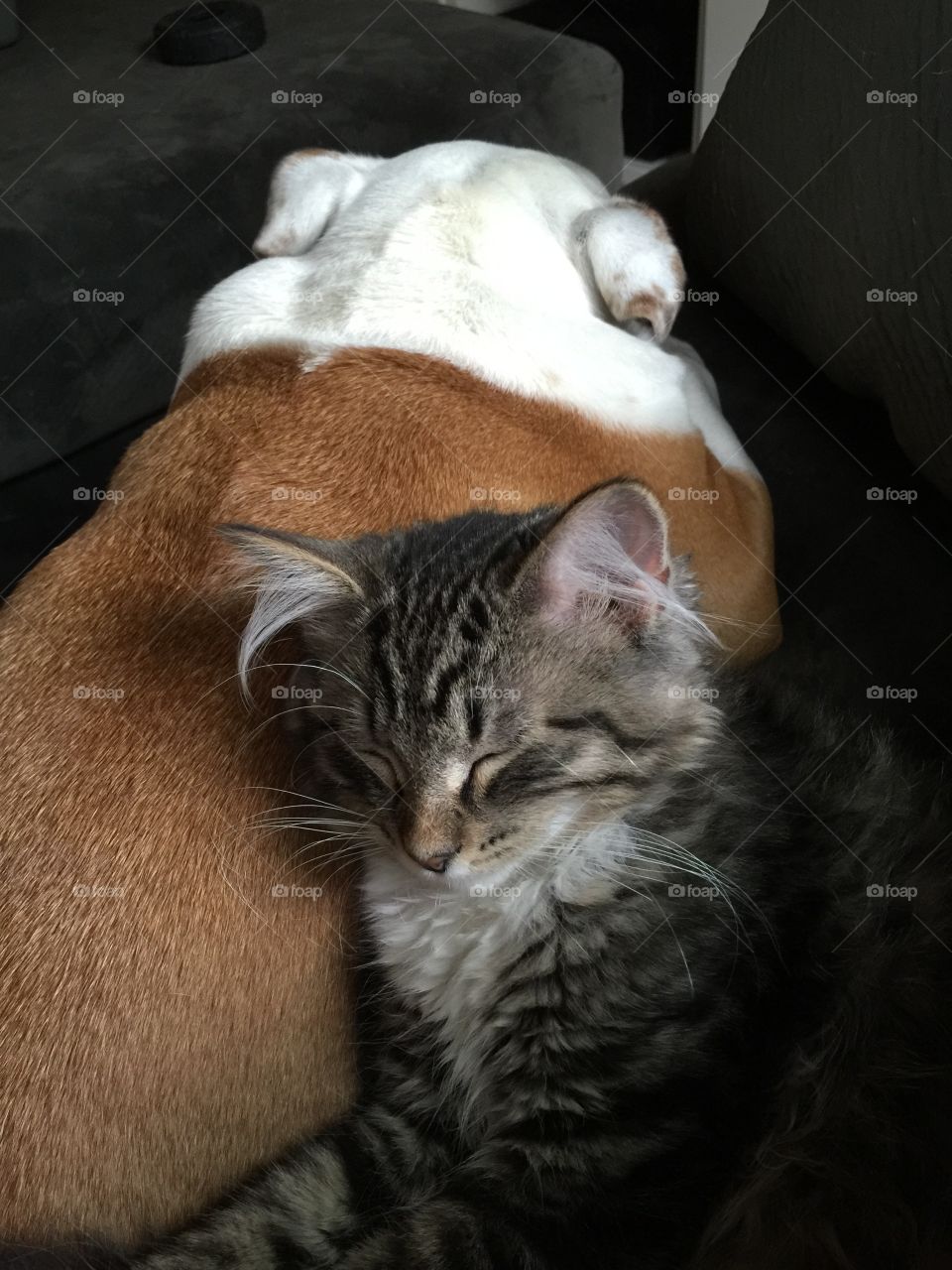 Family love. Kitten snuggles puppy