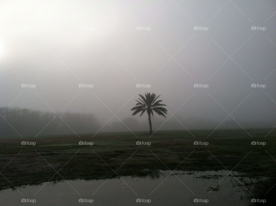 Lone Palm Tree in the Fog