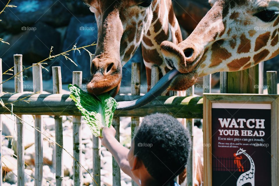 People, One, Mammal, Portrait, Wildlife