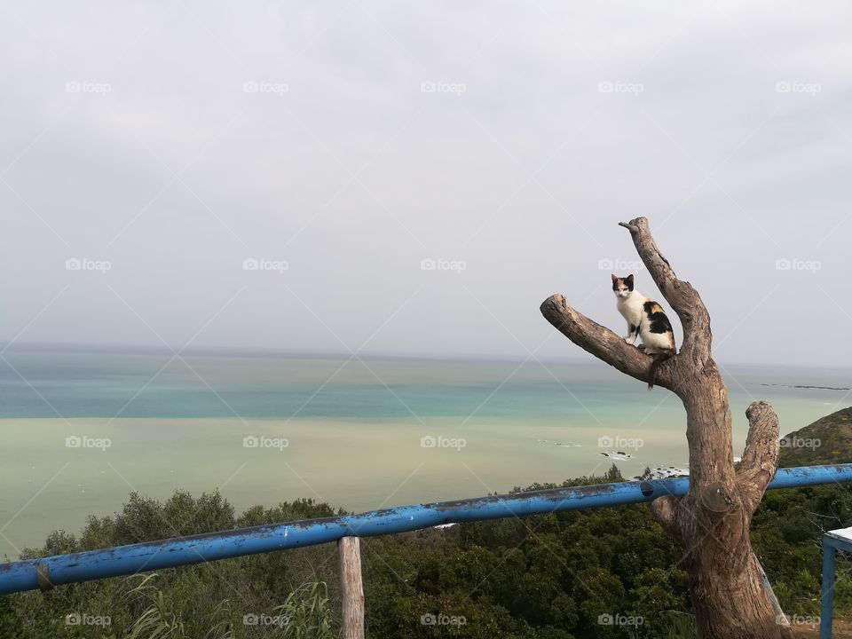 playing with my cute cat in the beautiful nature