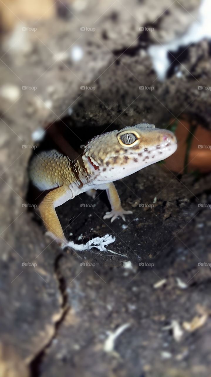 Leopard gecko