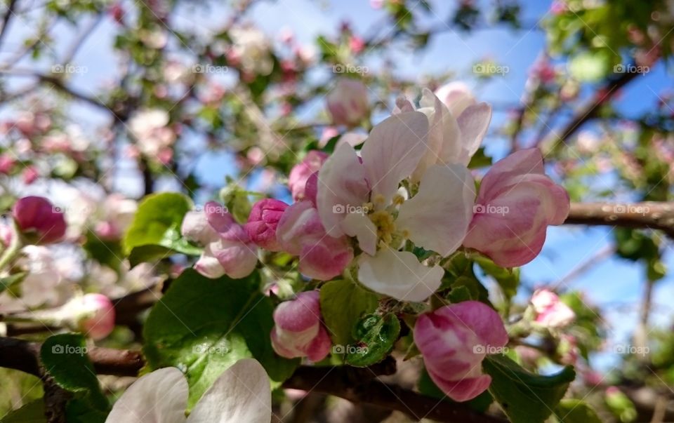 Apple blossom 