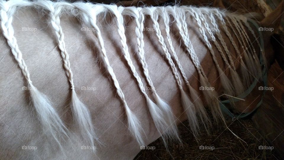Horse Braids