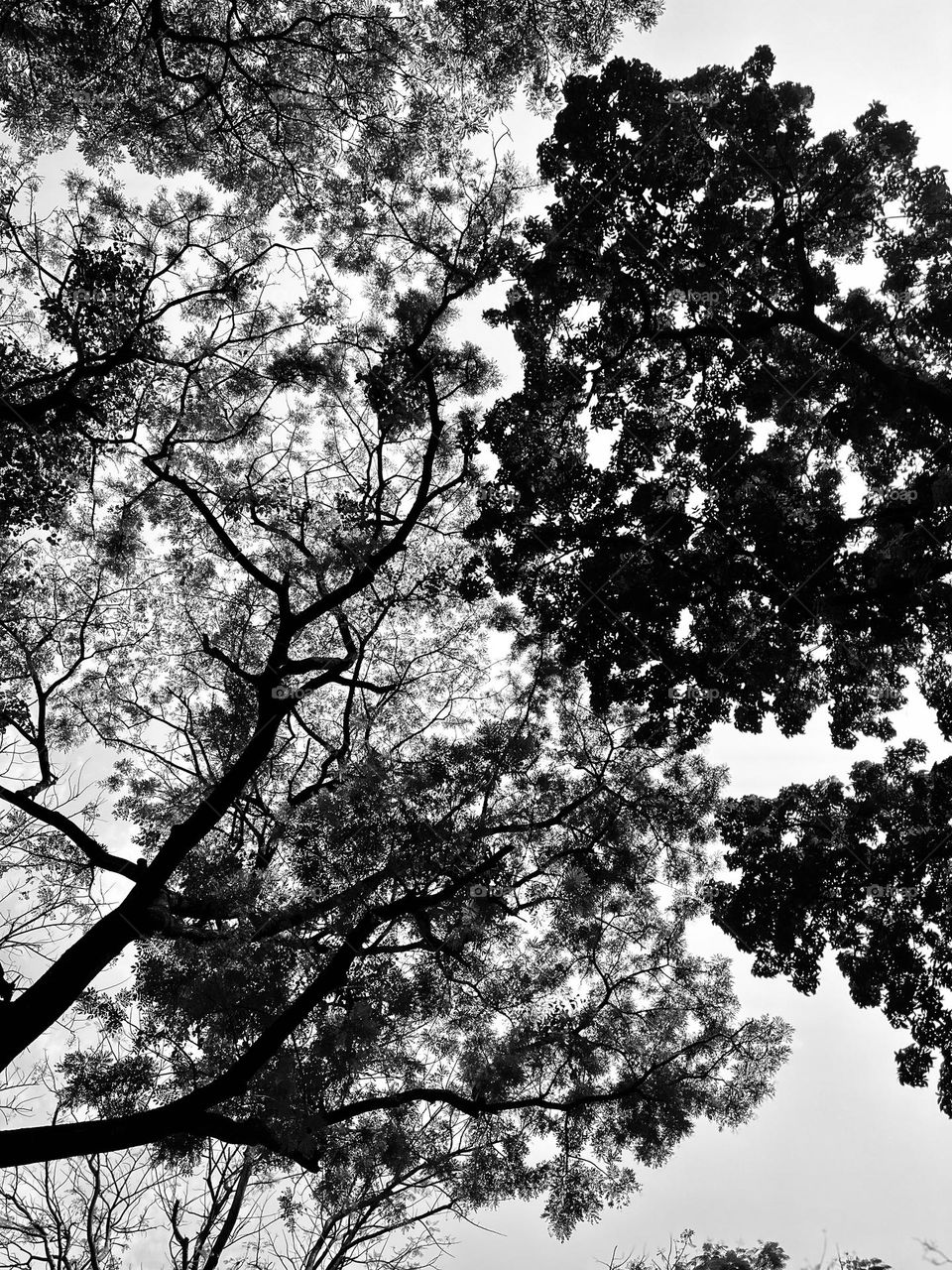 The trees are dancing in the sky.