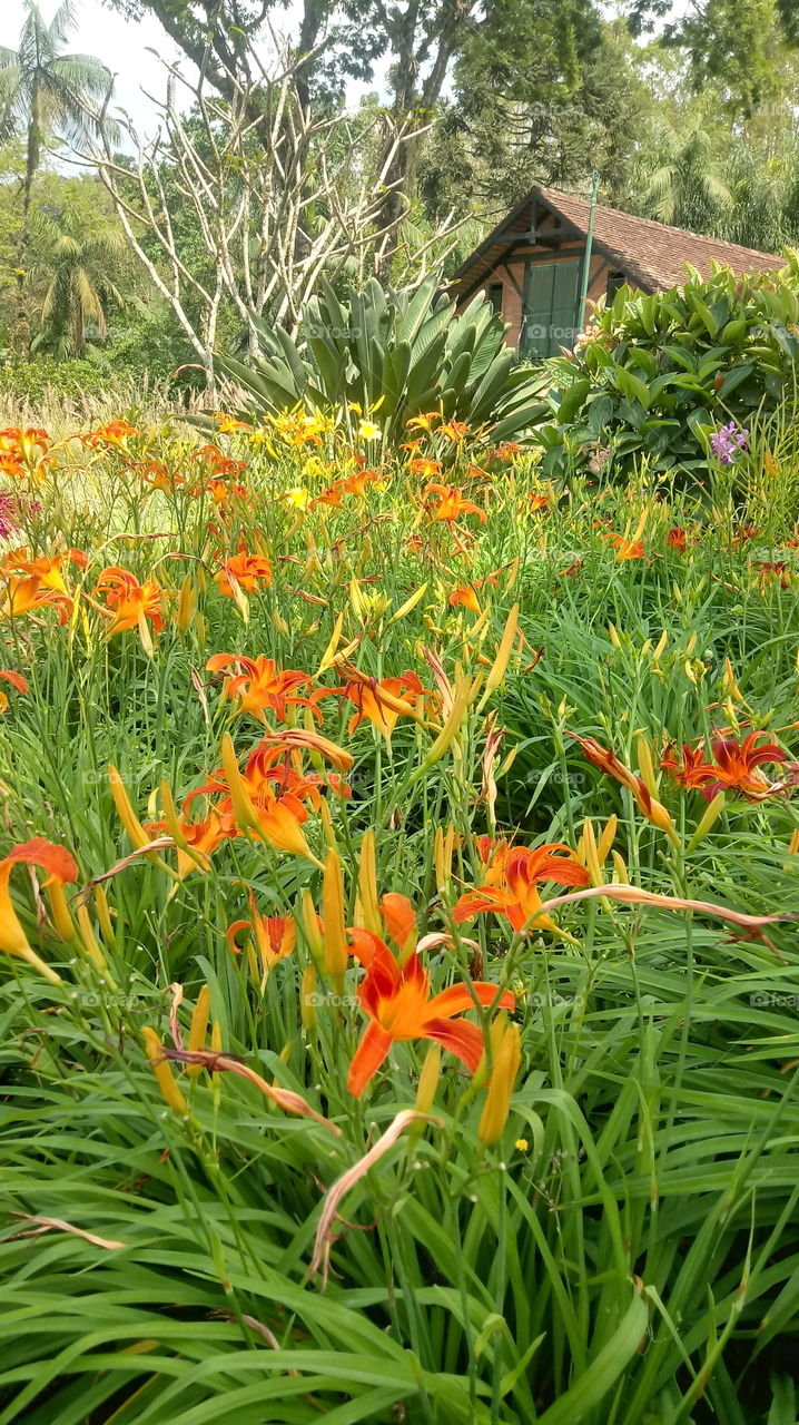 BOTANICAL PLANTS FLOWER GARDEN ENVIRONMENT NATURAL