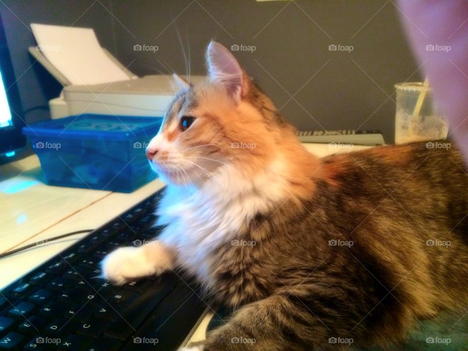 Cat on the computer